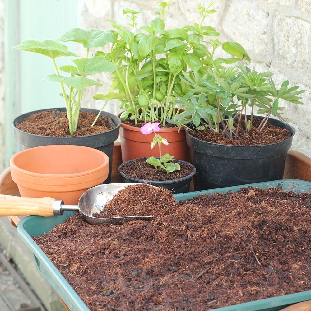 Benefits to using Recycled Coir Mulch