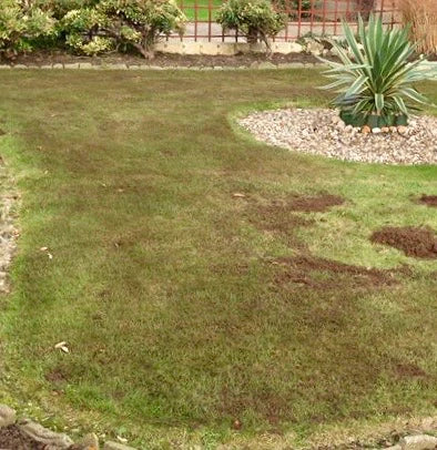 Lawn Repair Soil